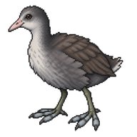 Eurasian Coot Juvenile