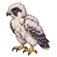 Peregrine Falcon Hatchling