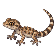 Moorish Wall Gecko Hatchling