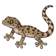 Moorish Wall Gecko Juvenile