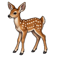 Mule Deer Fawn