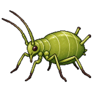Black Bean Aphid Nymph