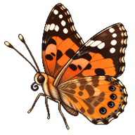 Australian Painted Lady