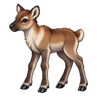 Caribou Calf