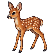Roe Deer Fawn