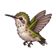 Anna's Hummingbird Hatchling