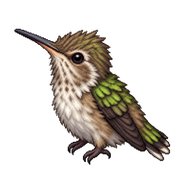 Anna's Hummingbird Nestling