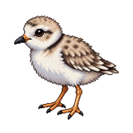 Piping Plover Fledgling