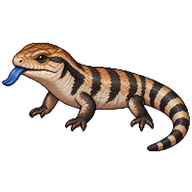 Eastern Blue-tongued Skink Neonate