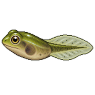Green Treefrog Tadpole