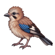 Eurasian Jay Fledgling