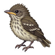 Olive-sided Flycatcher Nestling