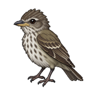 Olive-sided Flycatcher Fledgling