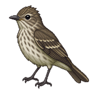 Olive-sided Flycatcher Juvenile