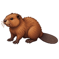 North American Beaver Yearling