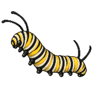 Monarch Caterpillar