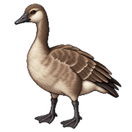 Juvenile Canada Goose