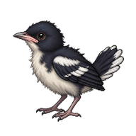 Oriental Magpie Hatchling