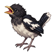 Oriental Magpie Nestling