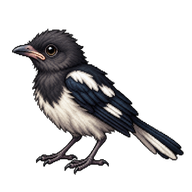 Oriental Magpie Fledgling