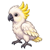 Sulphur-crested Cockatoo Chick