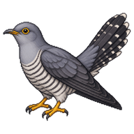 Common Cuckoo