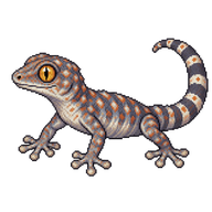 Juvenile Tokay Gecko