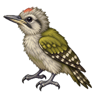 Grey-headed Woodpecker Nestling