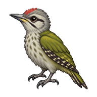 Grey-headed Woodpecker Fledgling