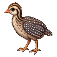 Helmeted Guineafowl Keet