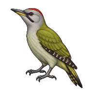 Grey-headed Woodpecker