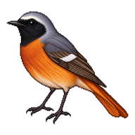 Common Redstart