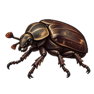 Hermit Beetle