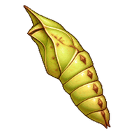 Brimstone Moth Pupa