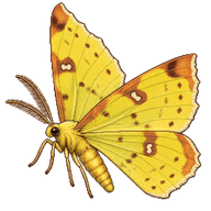 Brimstone Moth