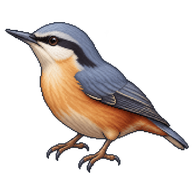 Eurasian Nuthatch