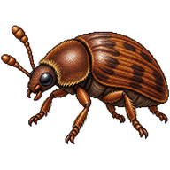 Minute Tree-fungus Beetle