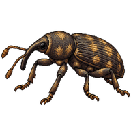 Large Pine Weevil