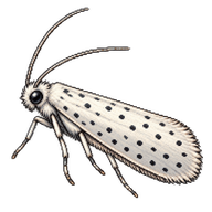 Bird Cherry Ermine Moth