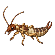 Common Earwig Nymph