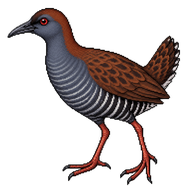 Slaty-breasted Rail