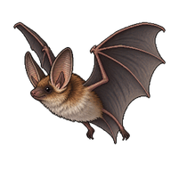 Northern Long-eared Bat
