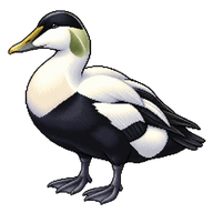 Common Eider