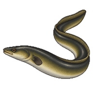 American Eel