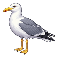 American Herring Gull
