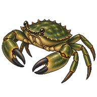 European Green Crab