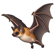 Tricolored Bat