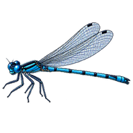Azure Damselfly