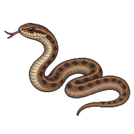 Dekay's Brownsnake
