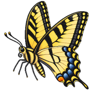 Eastern Tiger Swallowtail